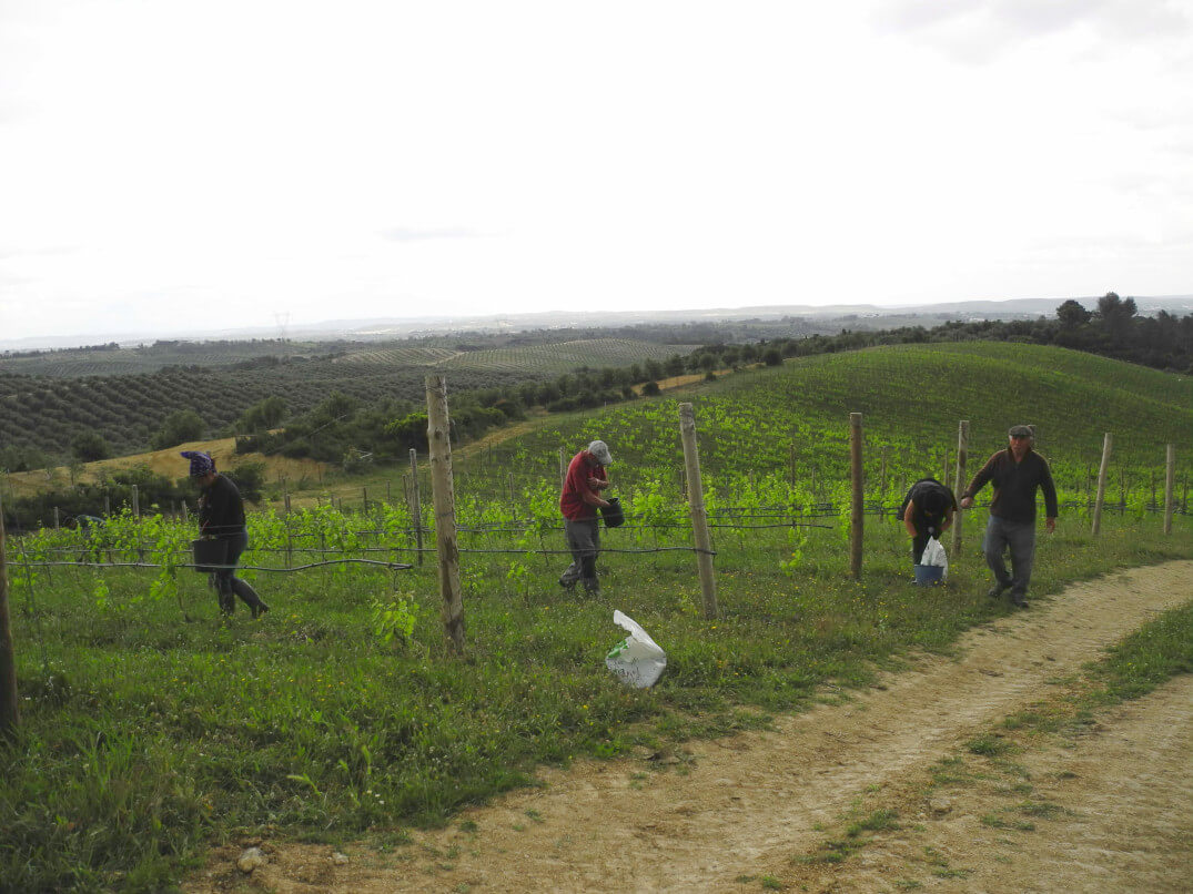 people working in the vineyards in Portugal to prodcue portuguese red wine.