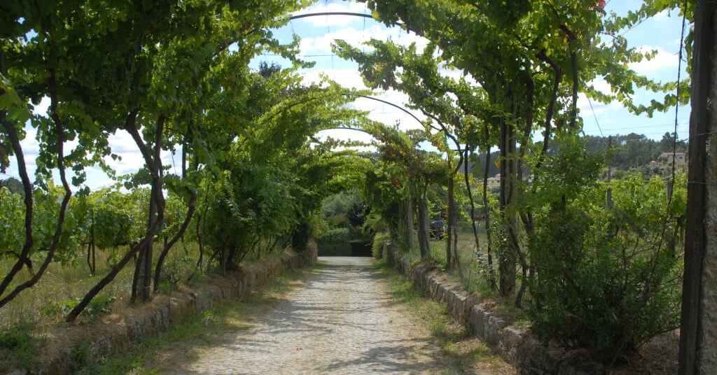 Vine Pergolas captured in the Vino Verde Region in Portugal